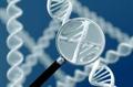 Клиника «Единство» проводит генетический анализ ДНК